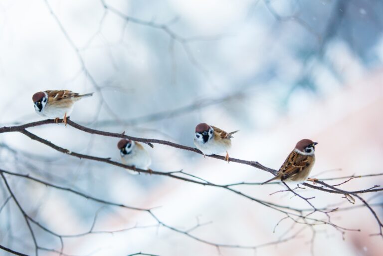 Birdwatching: a Guide to Spotting Feathered Friends in the Wild